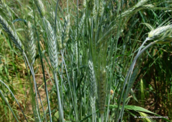 Triticale